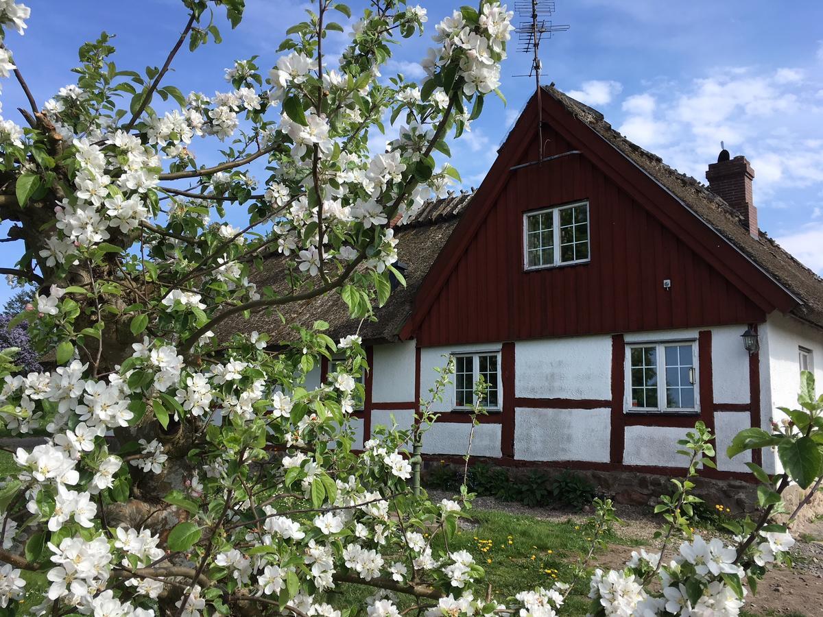 Kastanjegarden Pa Stenshuvud Kivik Exterior foto